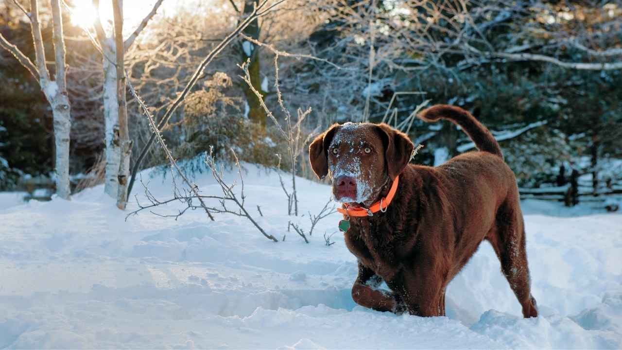 Chesapeake Bay Retriever