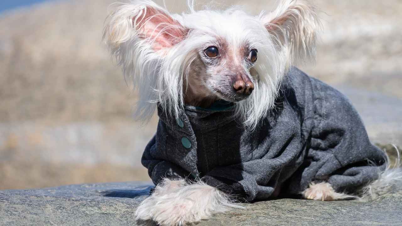 Chinese Crested