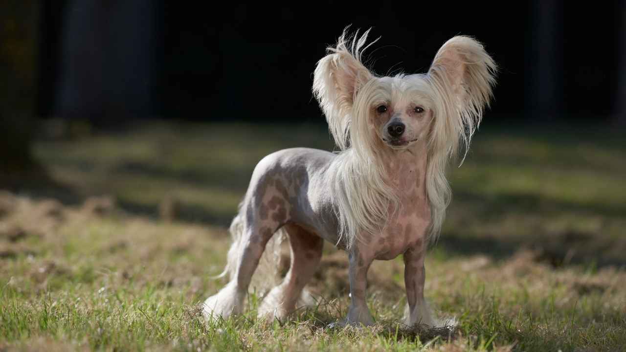 Chinese Crested