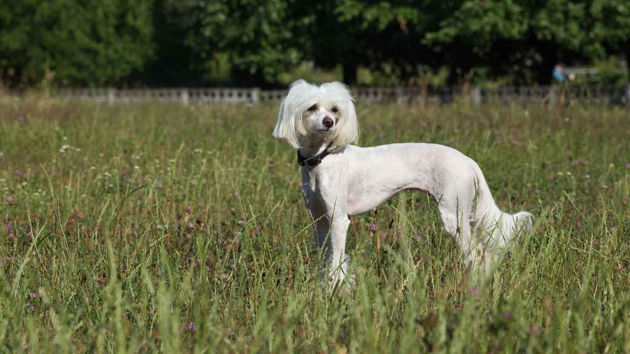 Chinese Crested