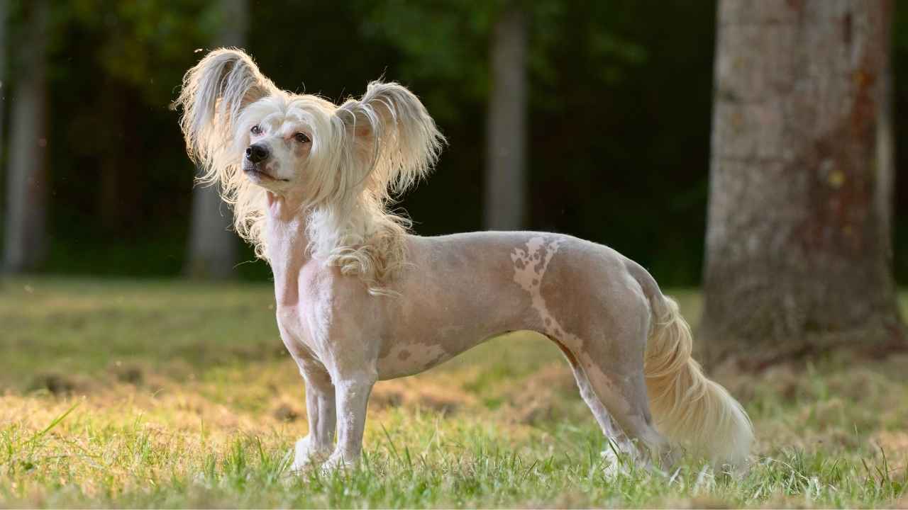 Chinese Crested