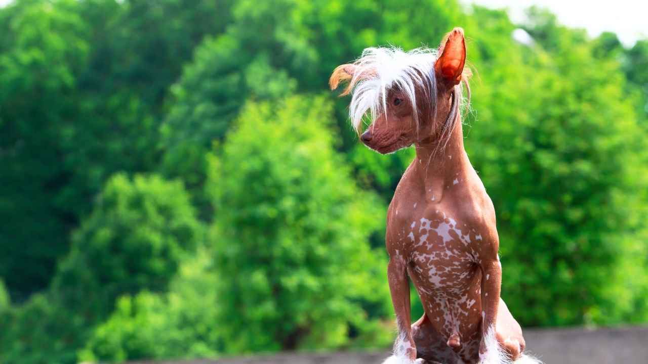 Chinese Crested