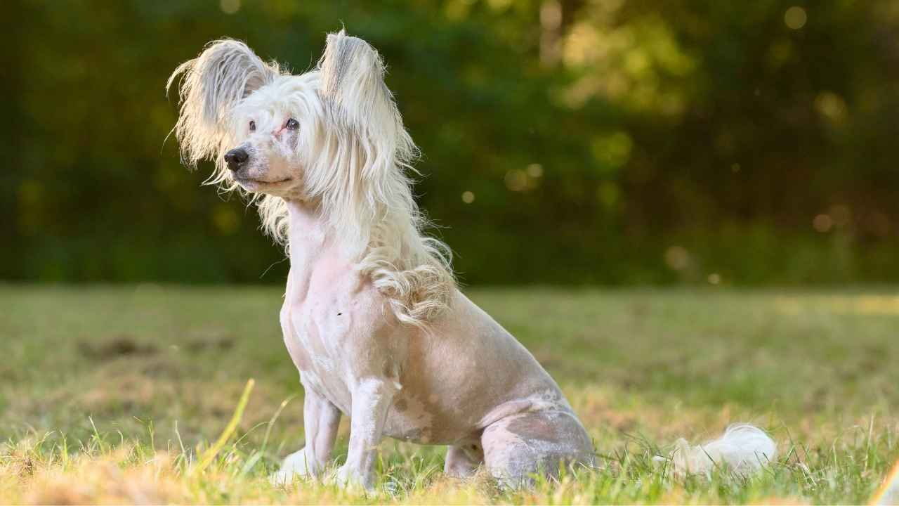 Chinese Crested