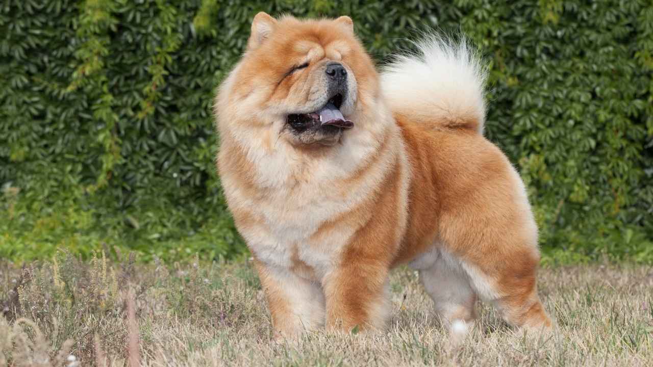 Chow Chow