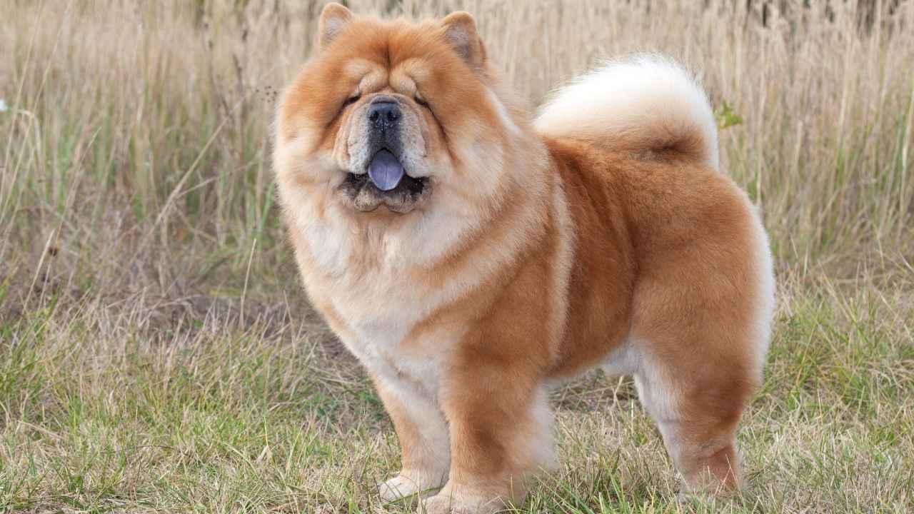 Chow Chow