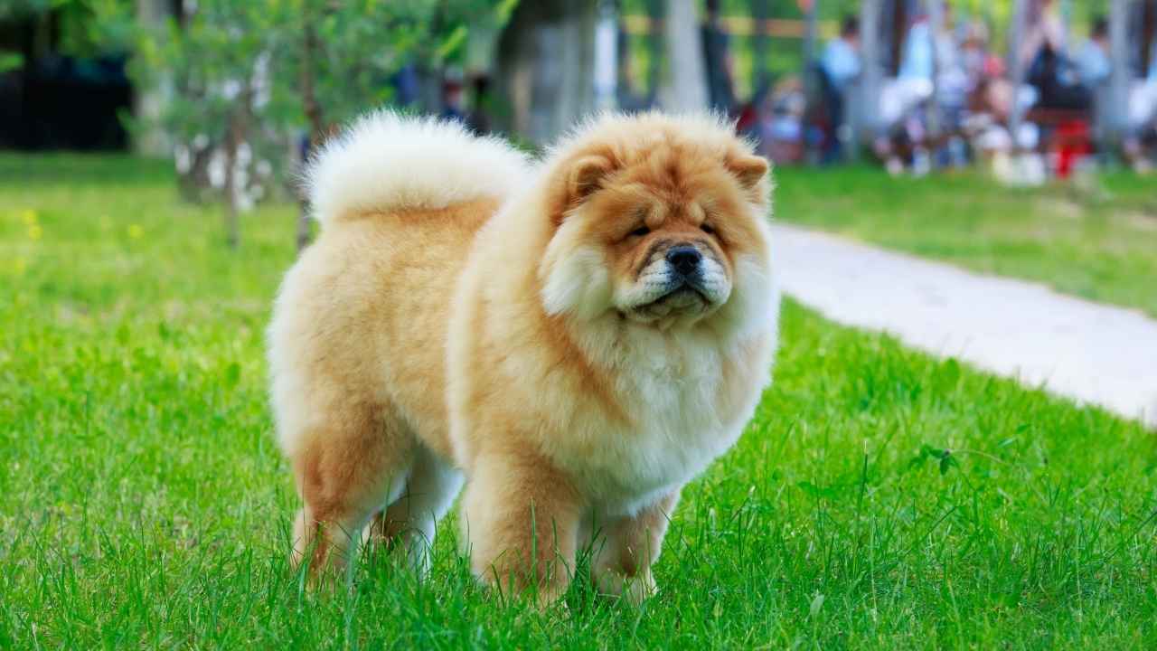 Chow Chow