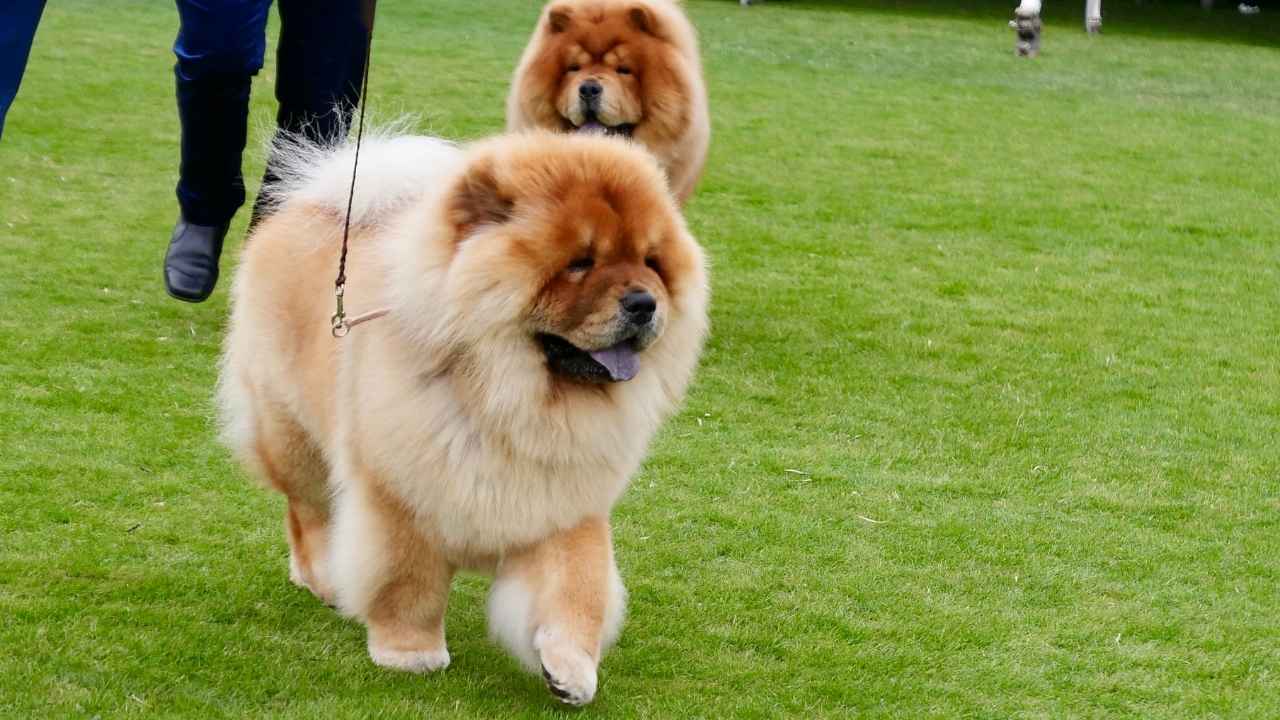 Chow Chow