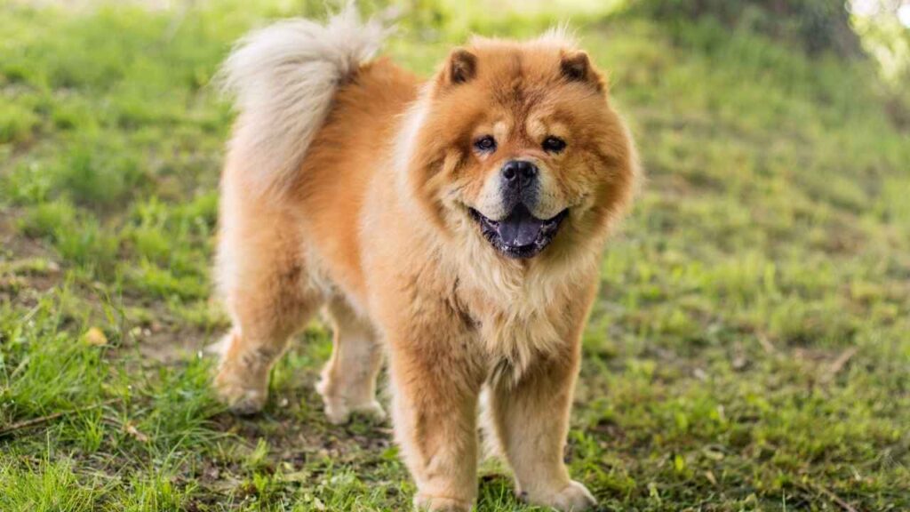 Chow Chows