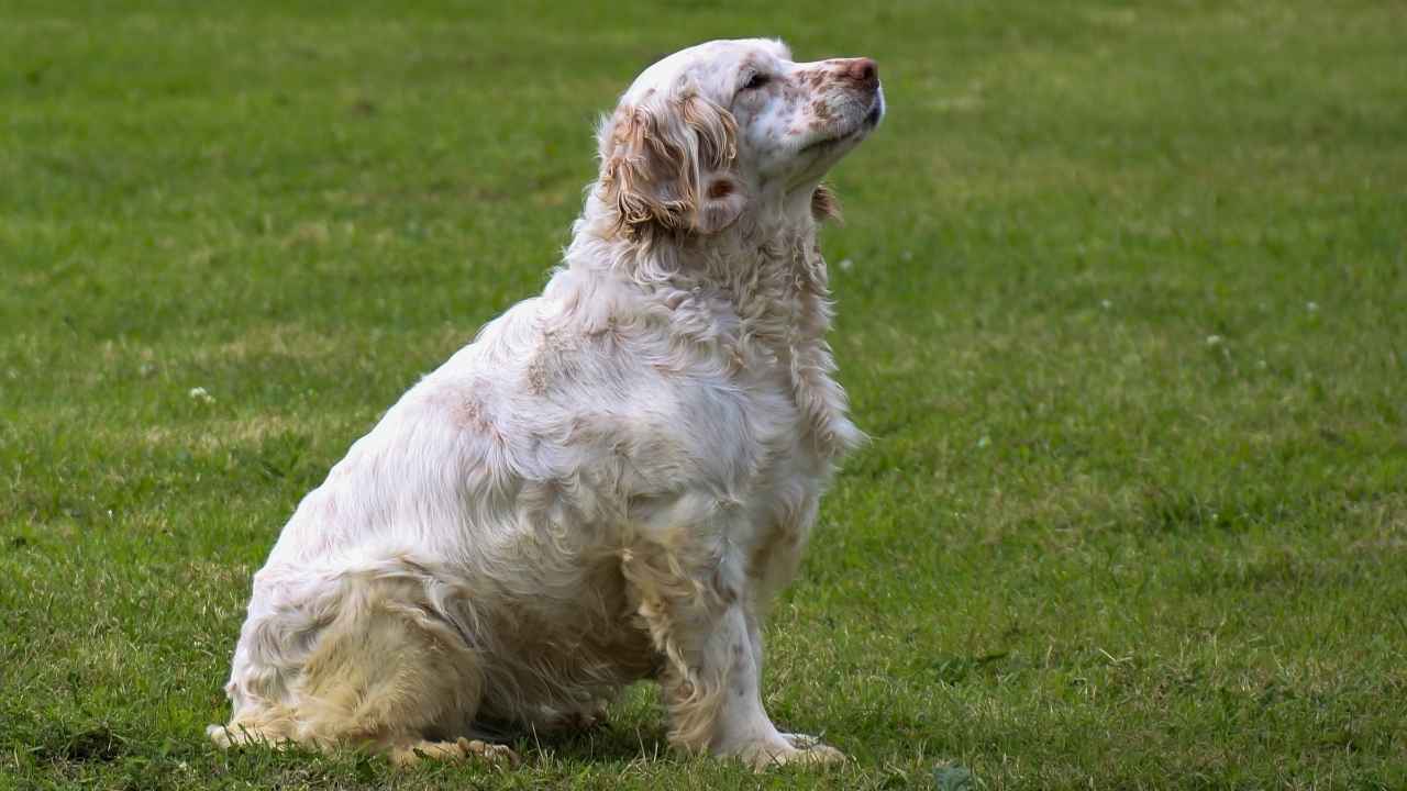 Clumber Spaniel