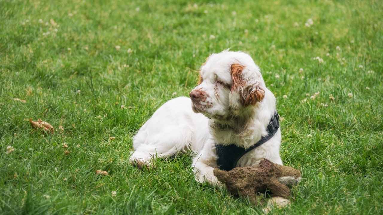 Clumber Spaniel