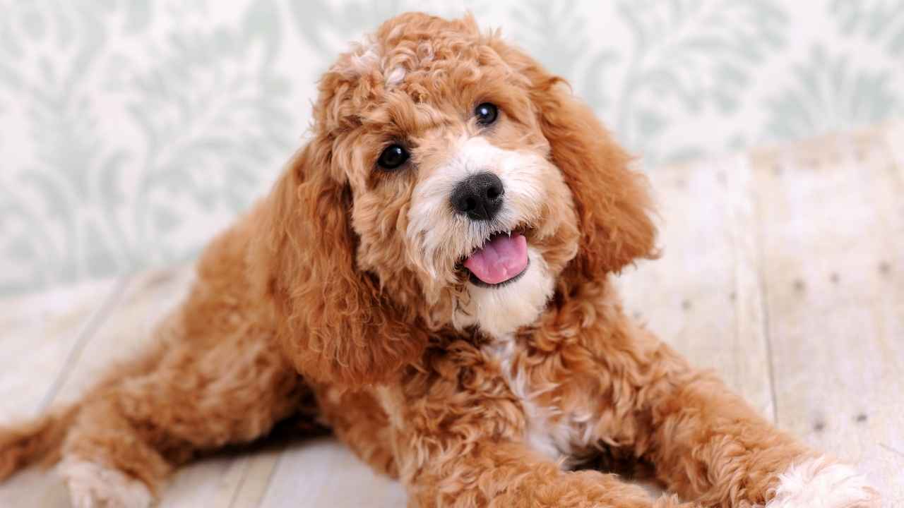 Cockapoo