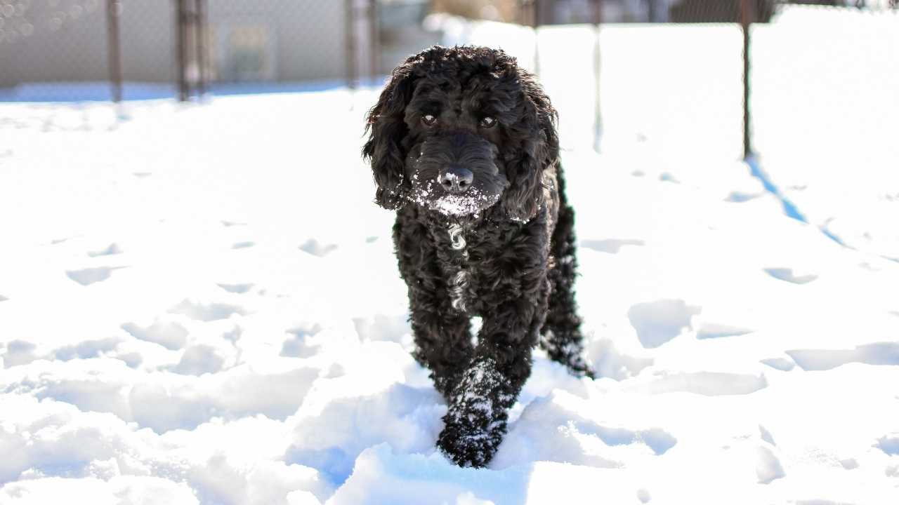 Cockapoo