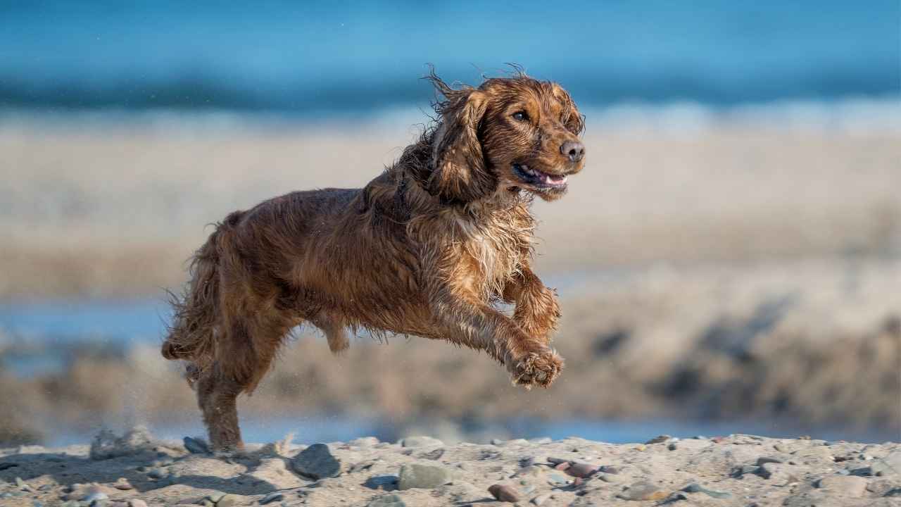 Cocker Spaniel