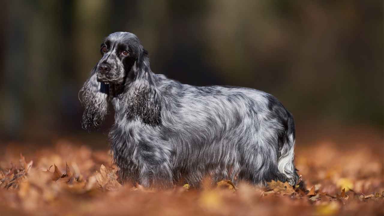 Cocker Spaniel