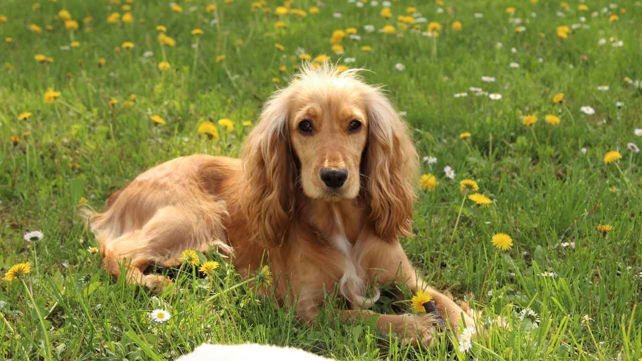 Cocker Spaniel