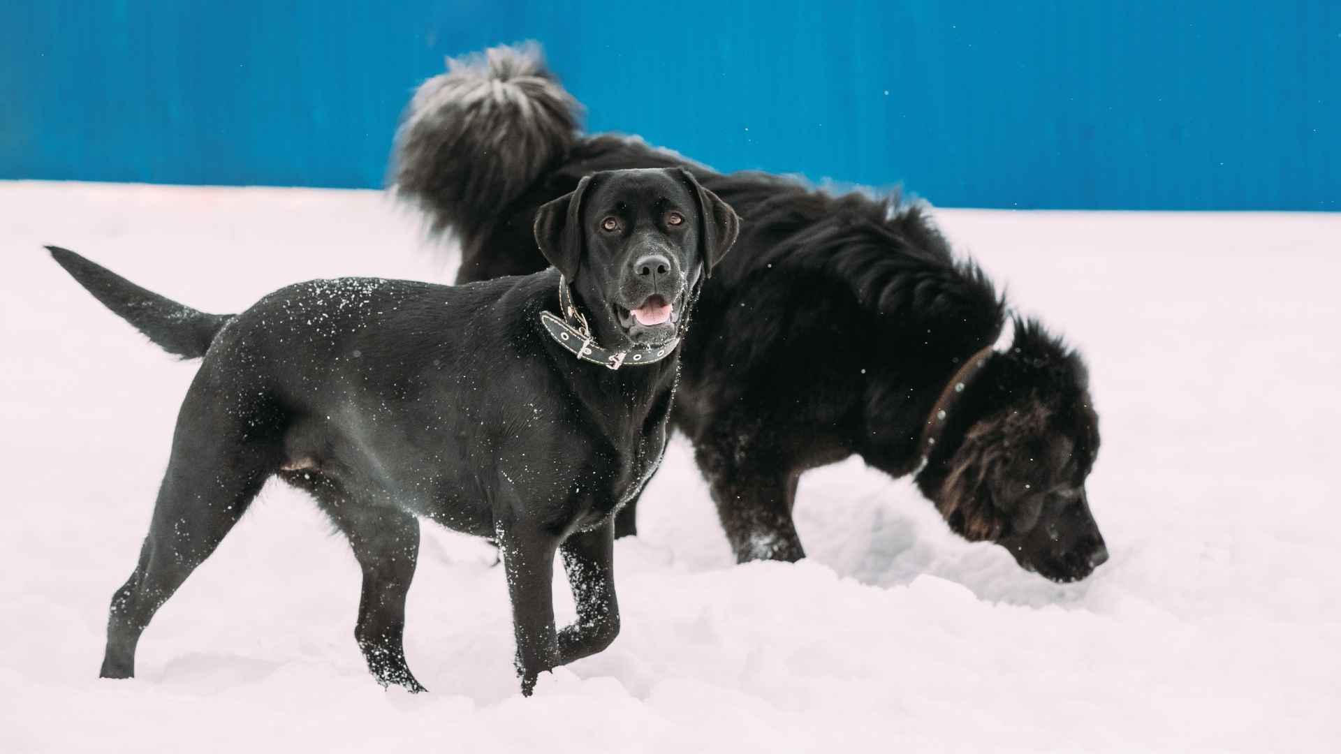 Cold Weather Giant Dog