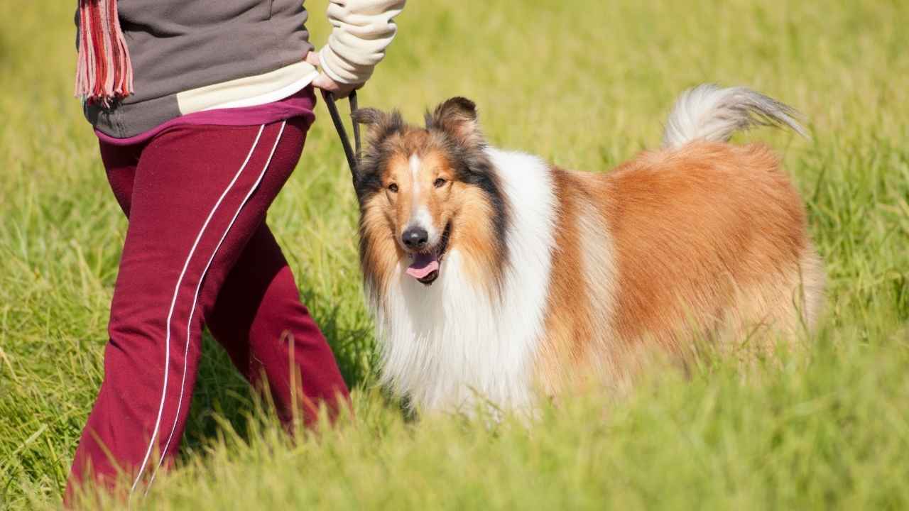 Collie