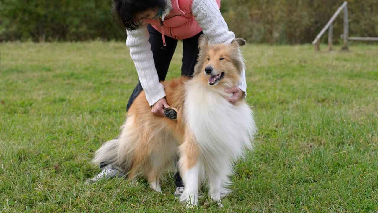 Collie