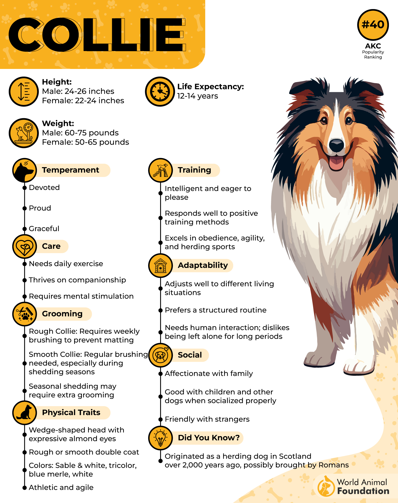 Collie Profile