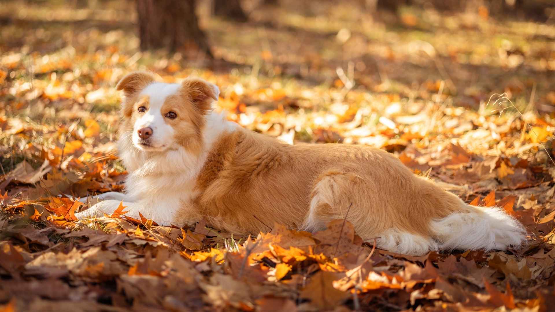 Colorful Dog Breeds with Unique Coat Colors