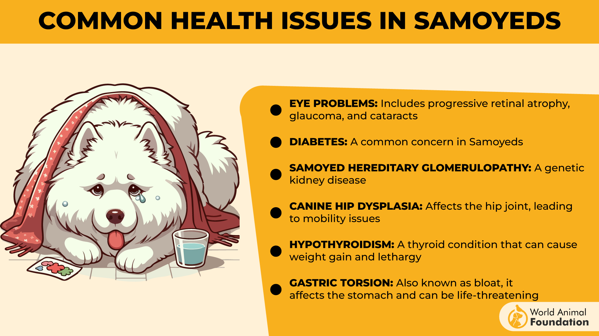 Common Health Issues in Samoyeds-01