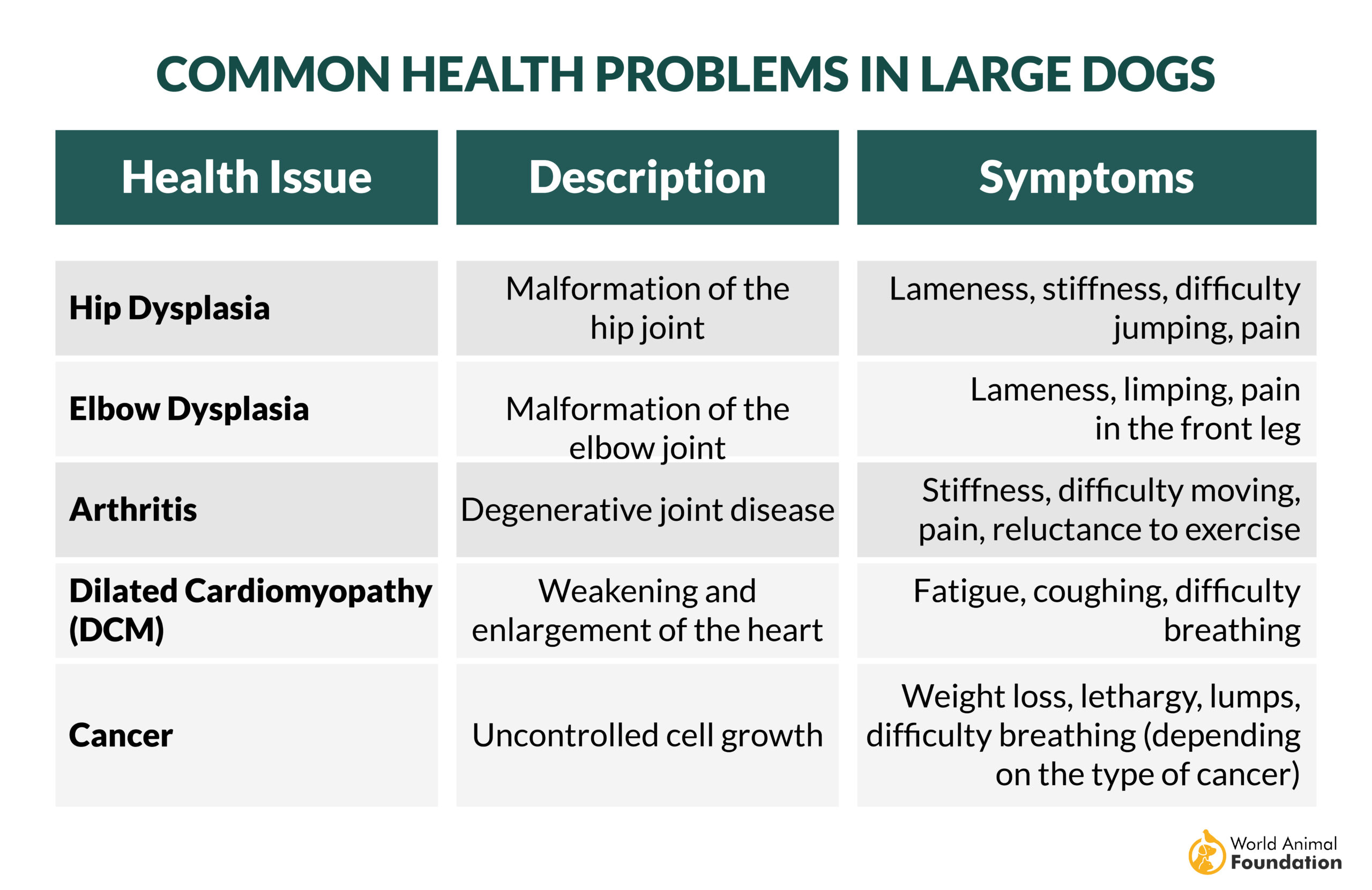 Common Health Problems In Large Dogs-01