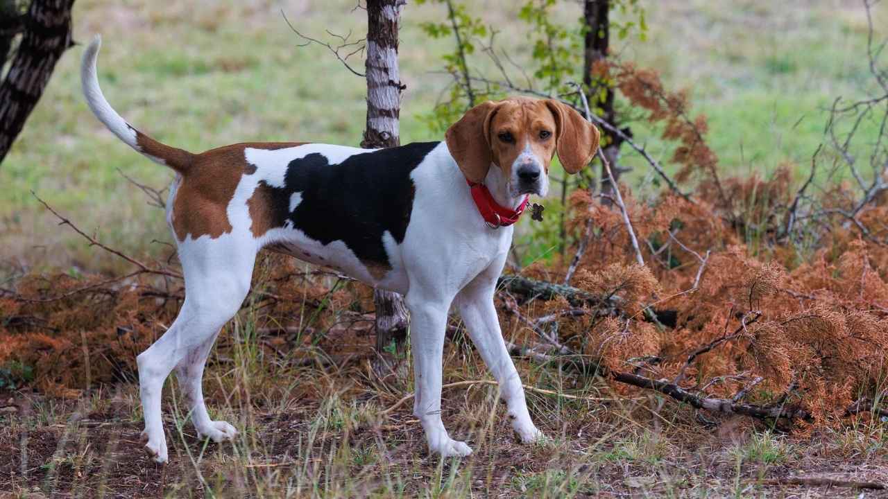 Coonhound