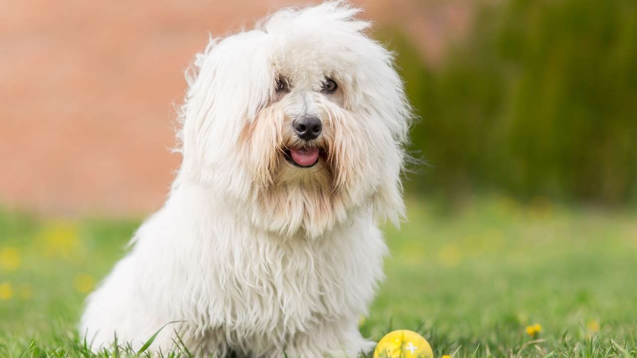 Coton de Tulear