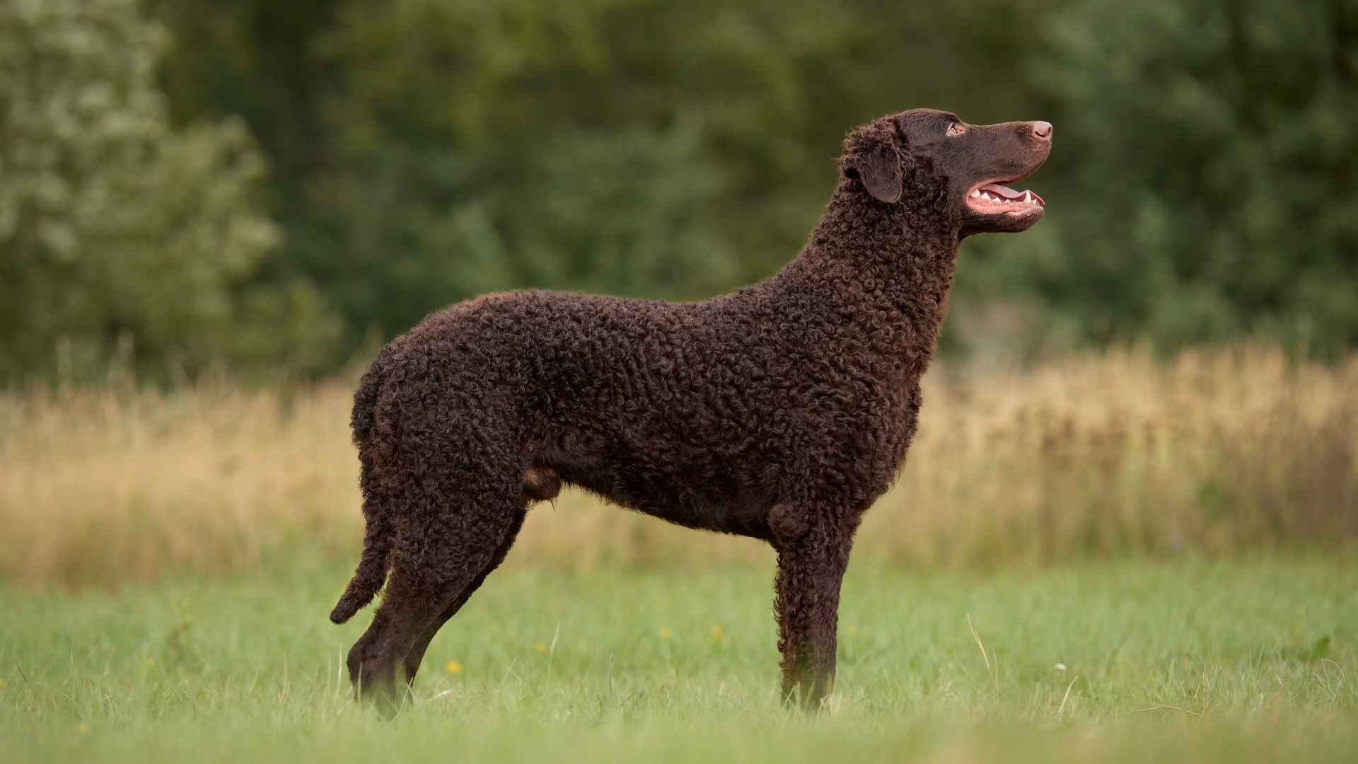 Curly-Coated Retriever