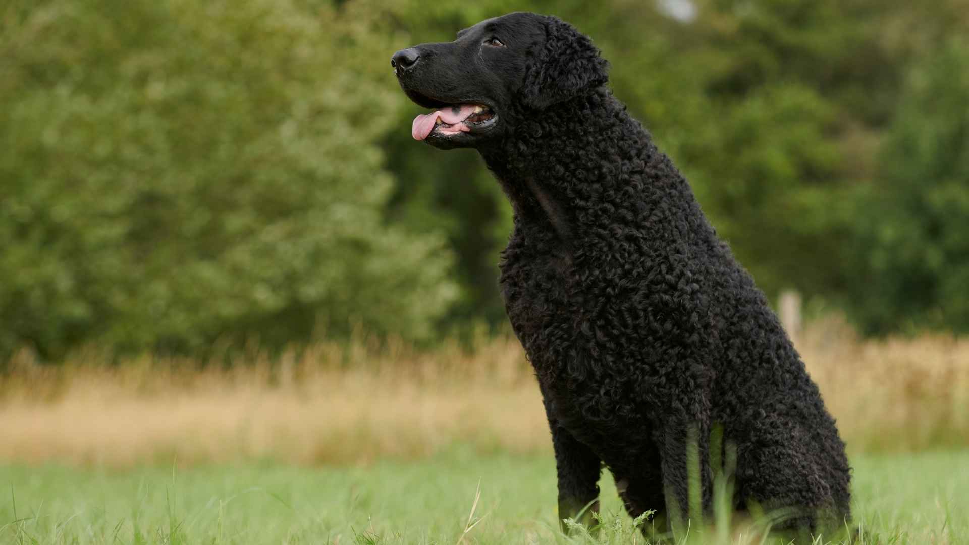 Curly-Coated Retriever