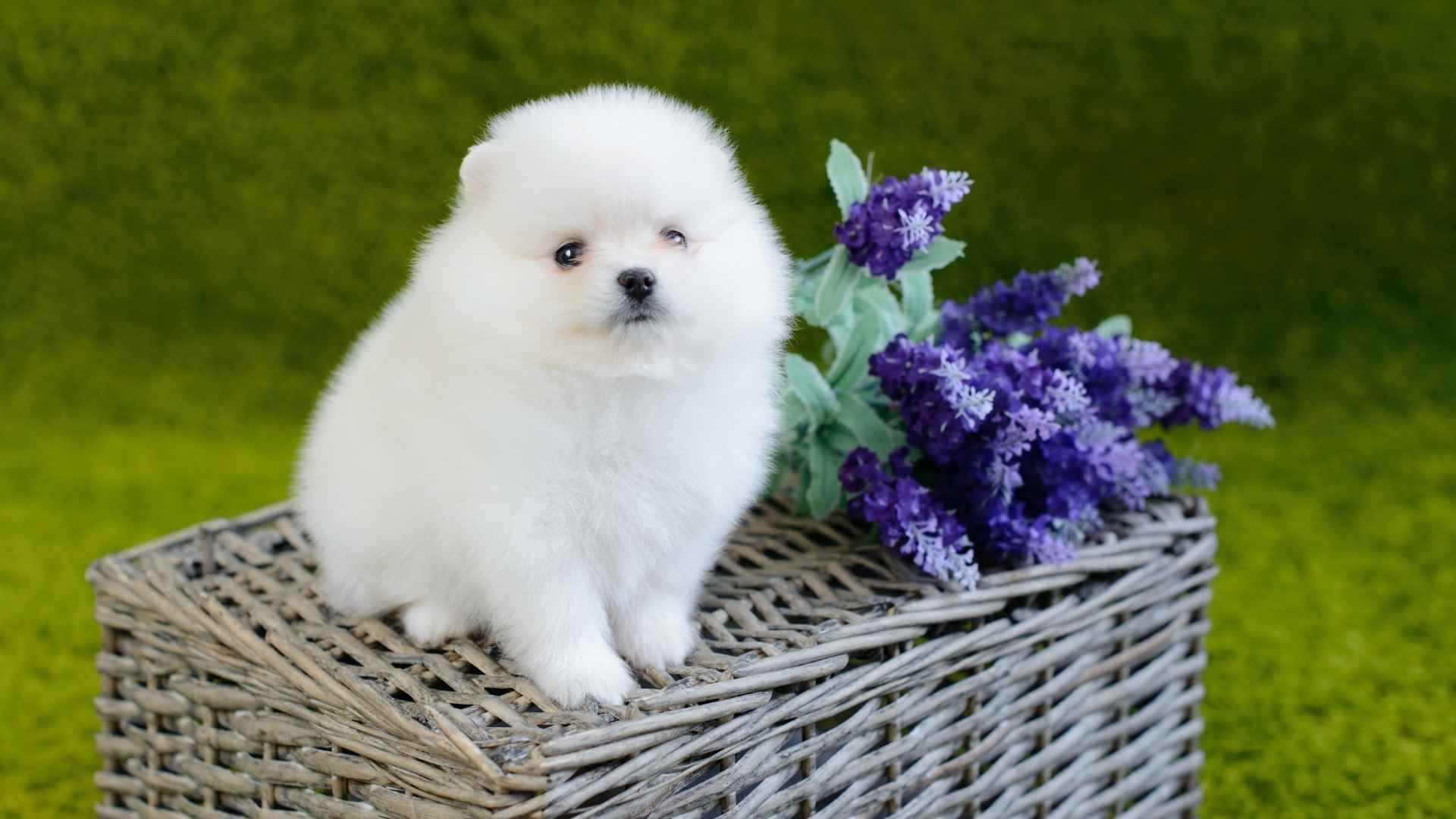 Cutest White Small Dog