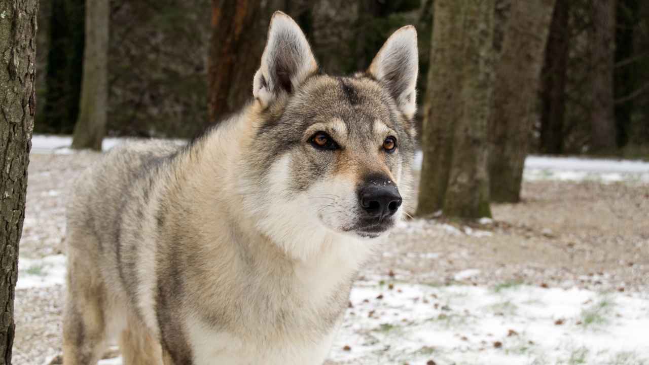 Czechoslovakian Wolfdog