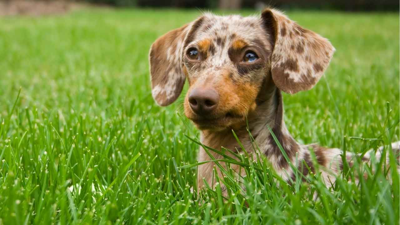 Dachshund