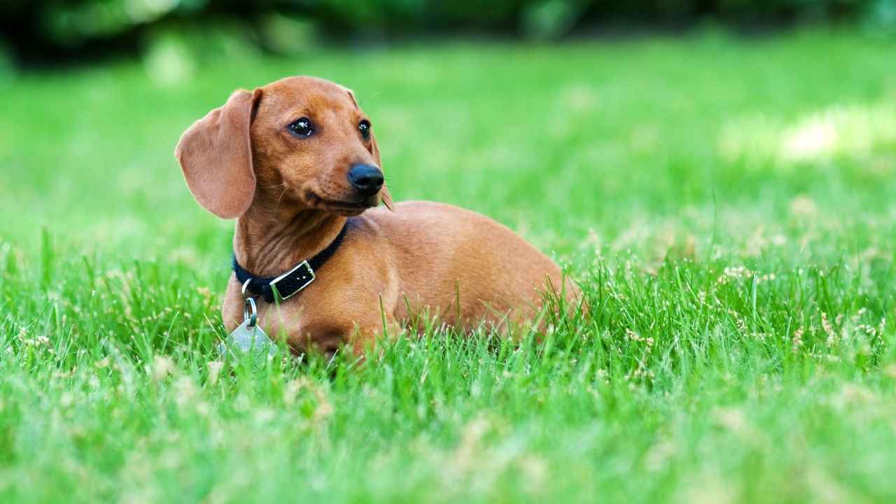 Dachshund