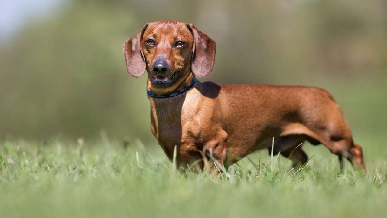 Dachshund