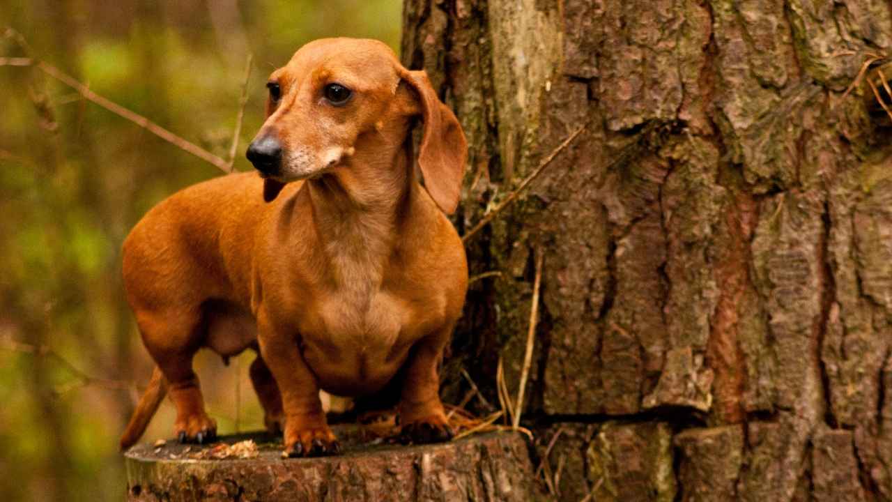 Dachshund