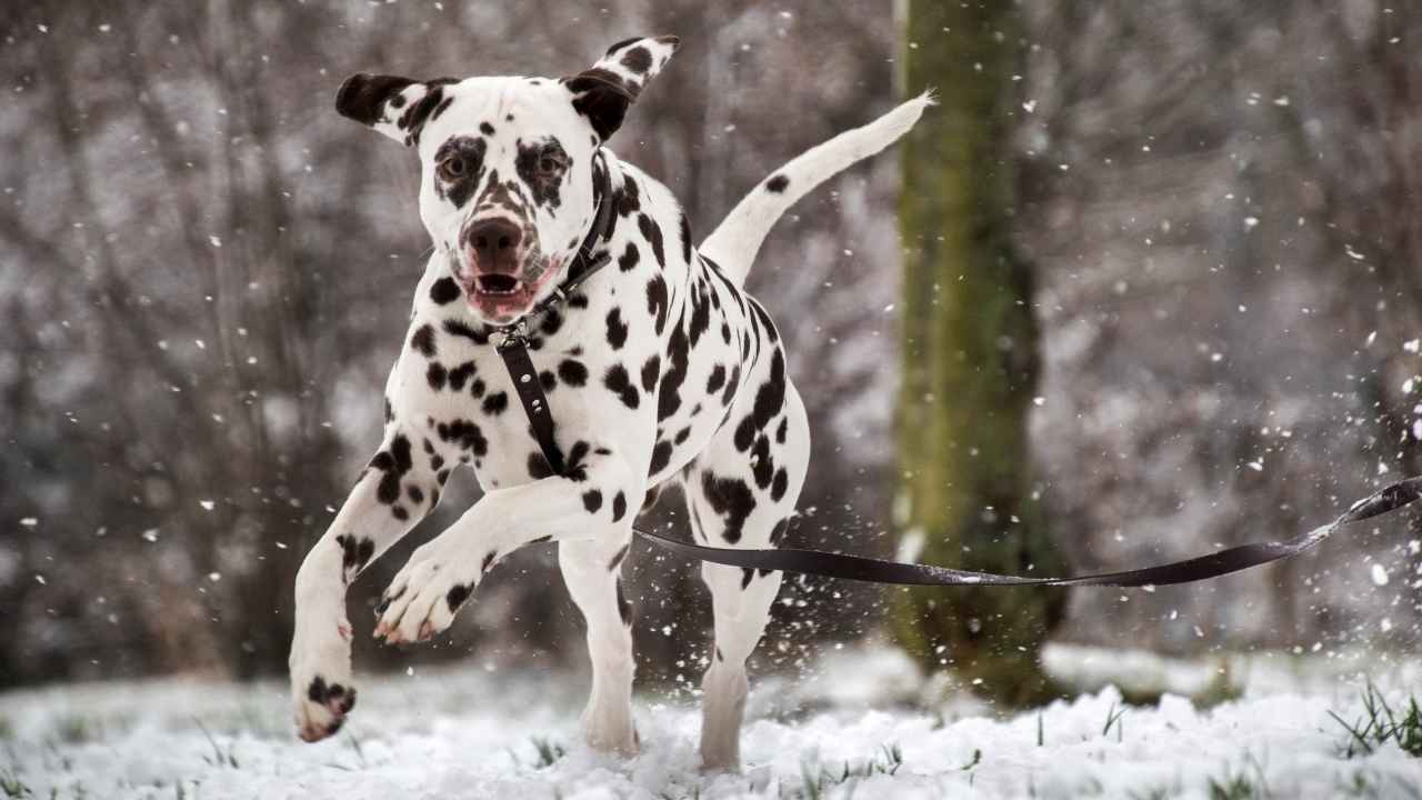 Dalmatian