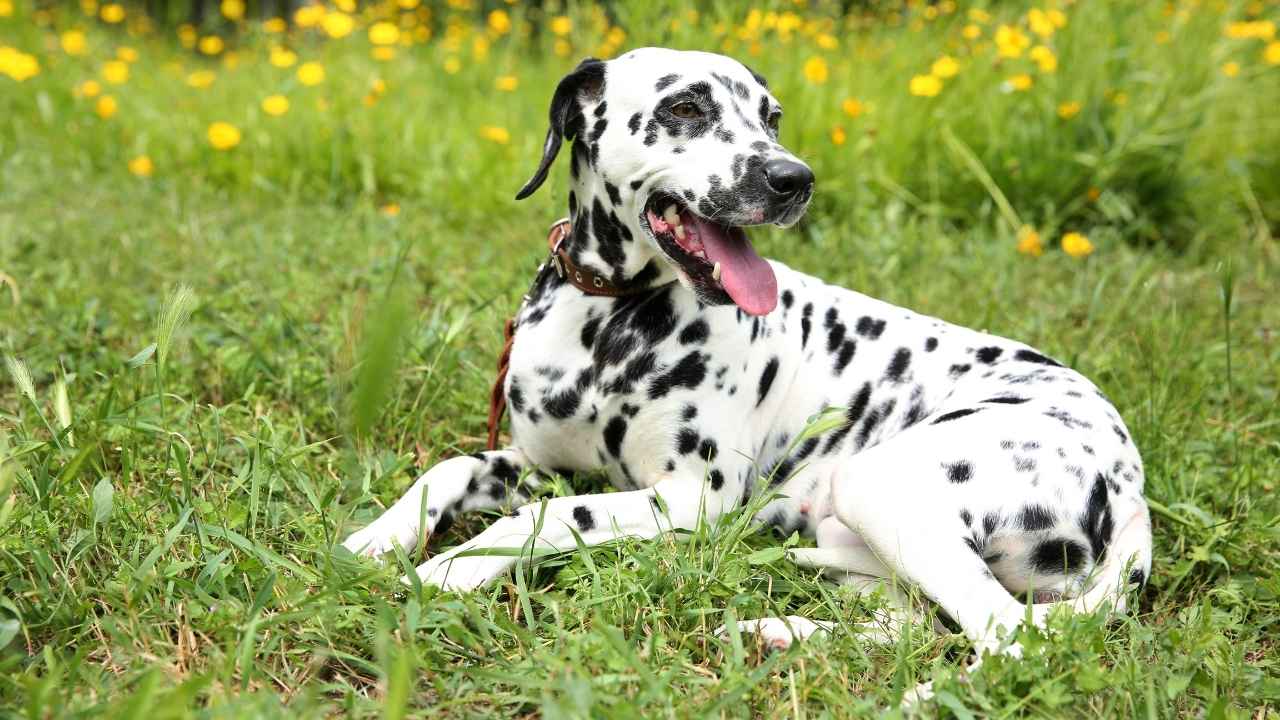 Dalmatian