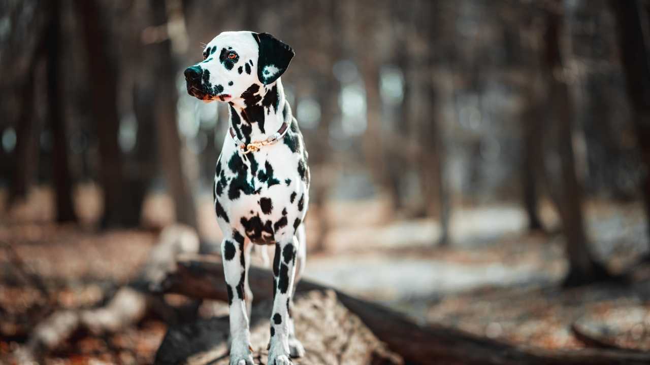 Dalmatian