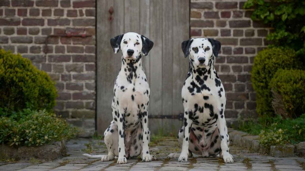 Dalmatians