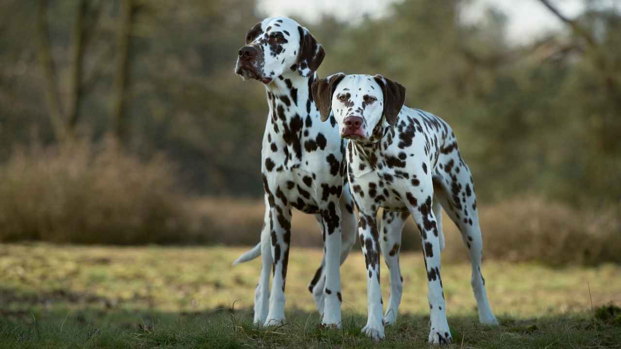 Dalmatian