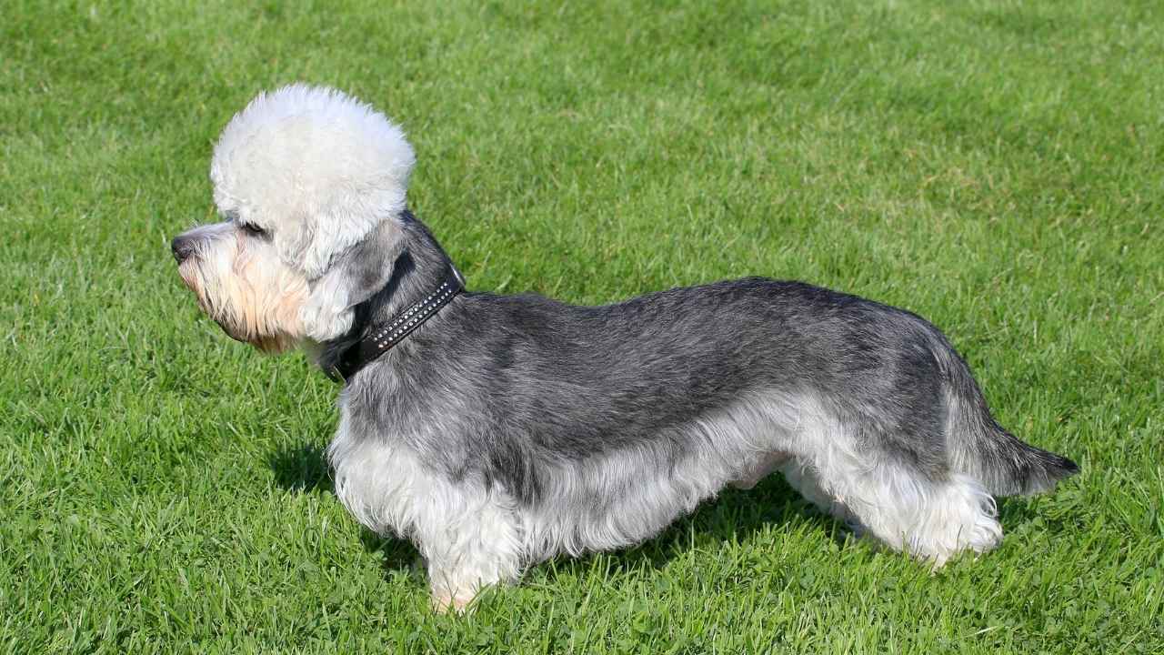 Dandie Dinmont Terrier