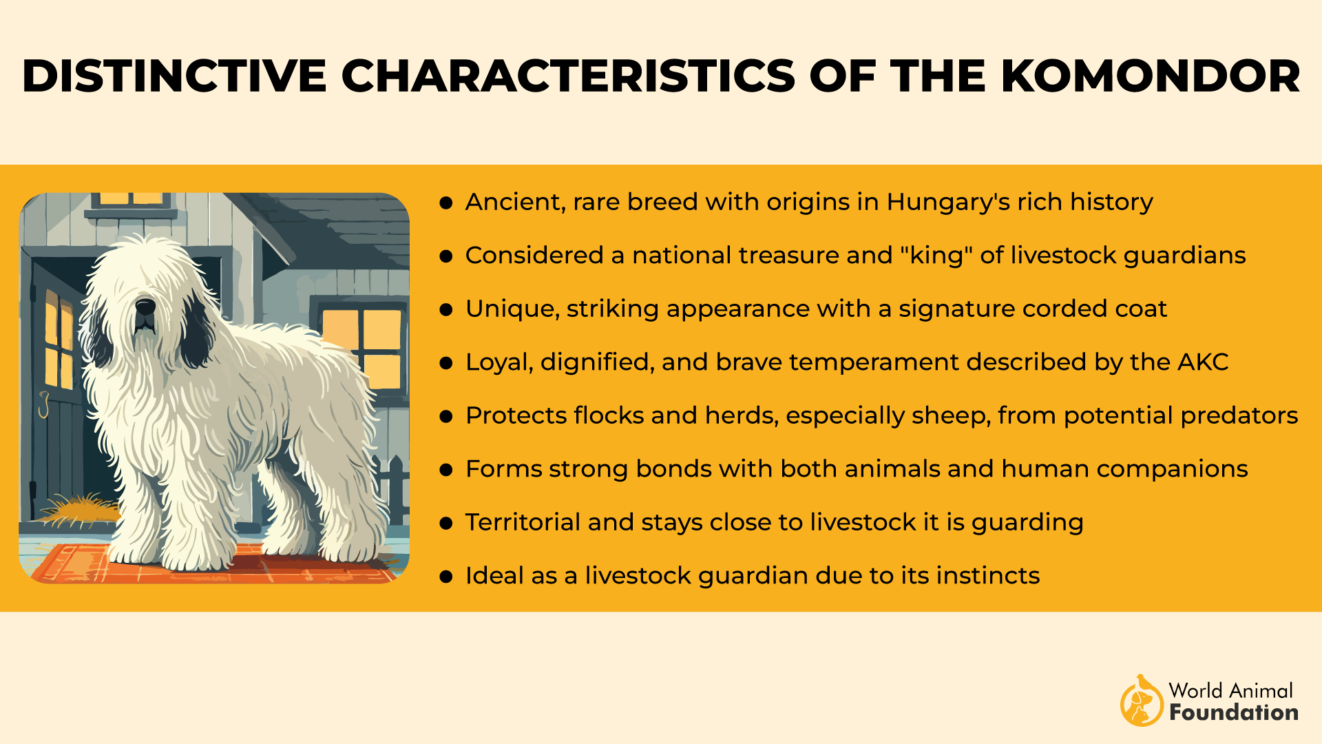 Distinctive Characteristics of the Komondor-01