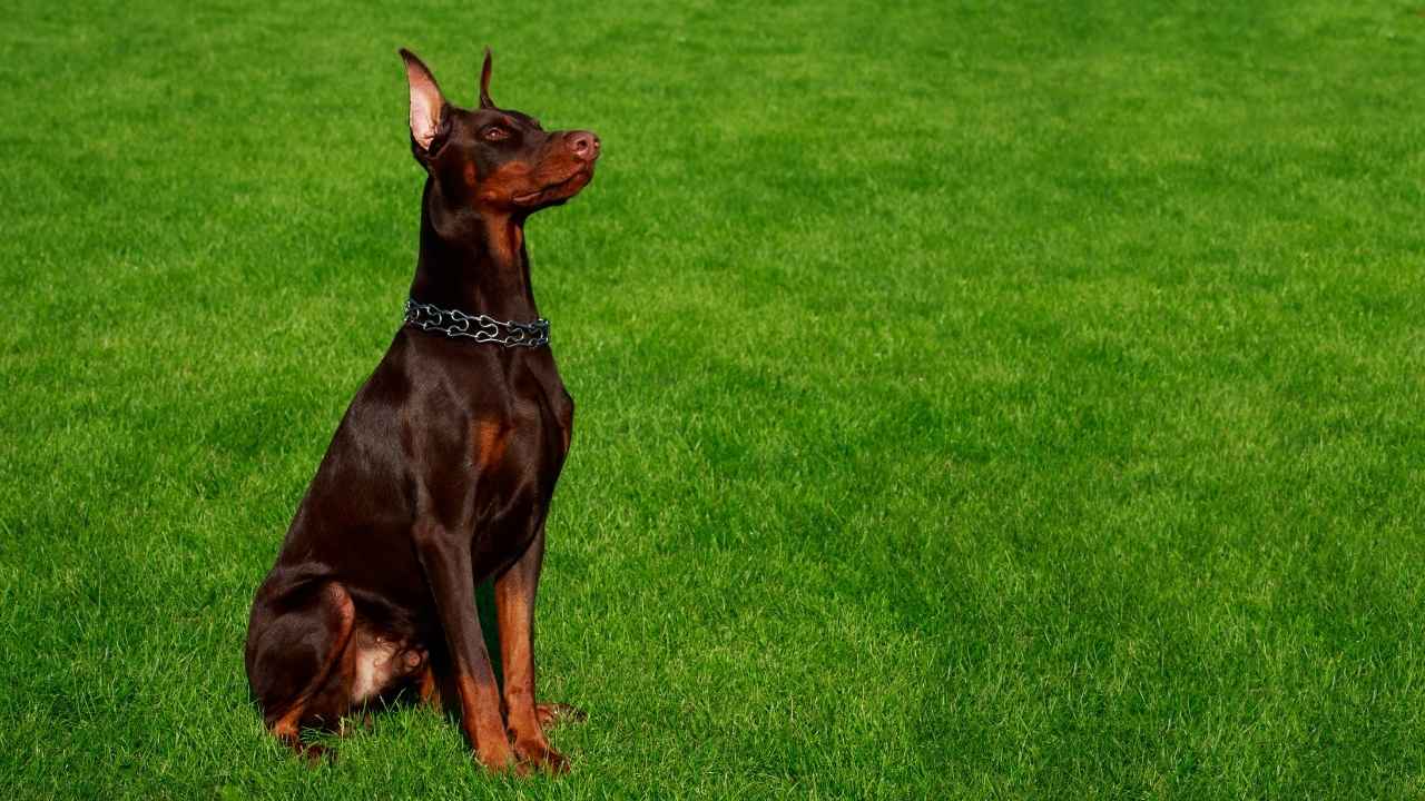 Doberman Pinscher