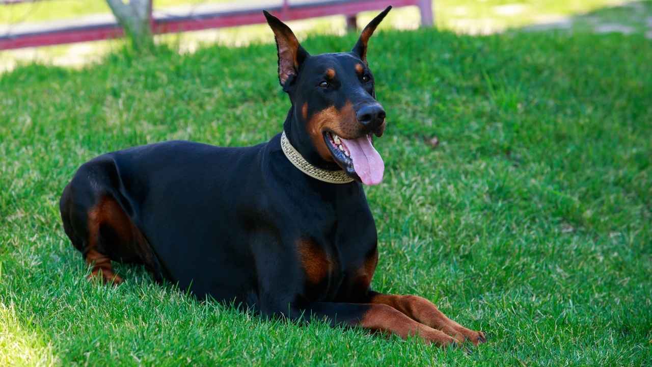 Doberman Pinscher