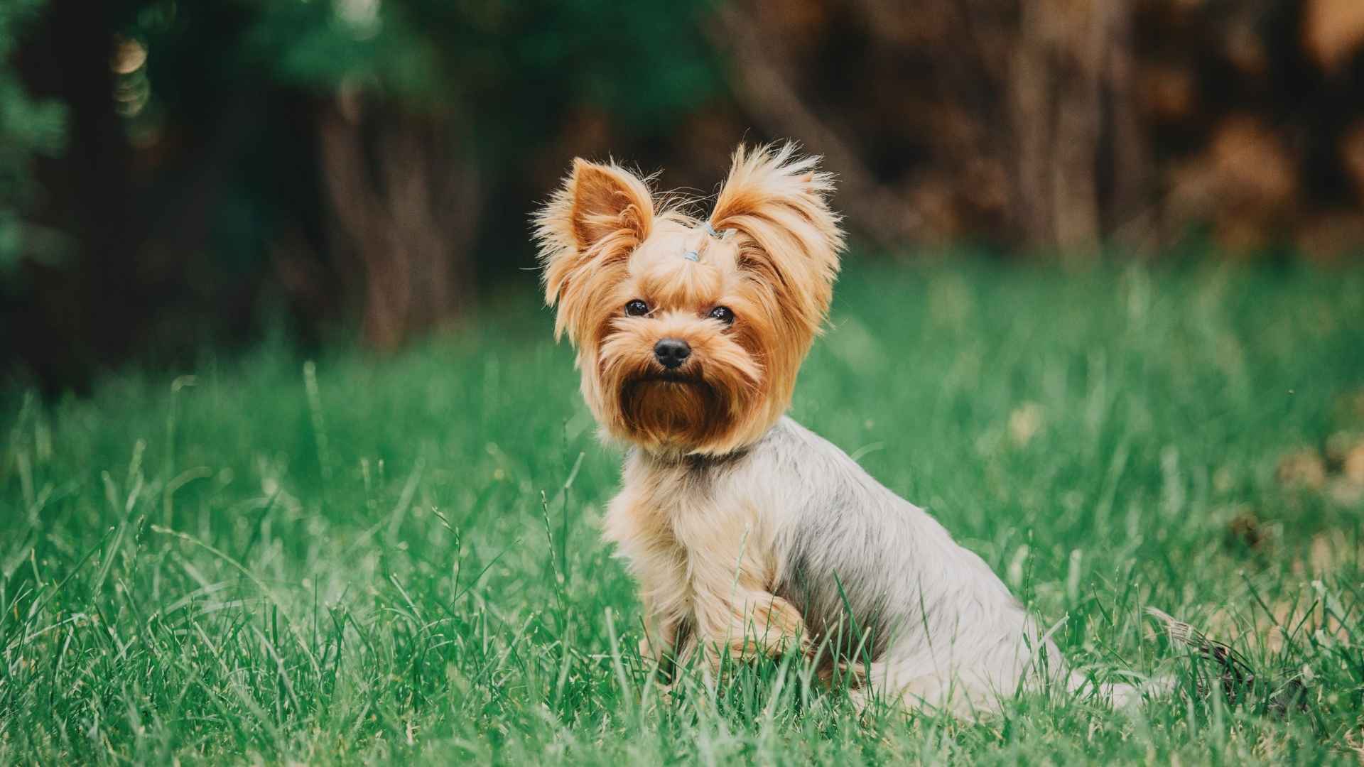 Dog Breeds That Stay Small Their Whole Life