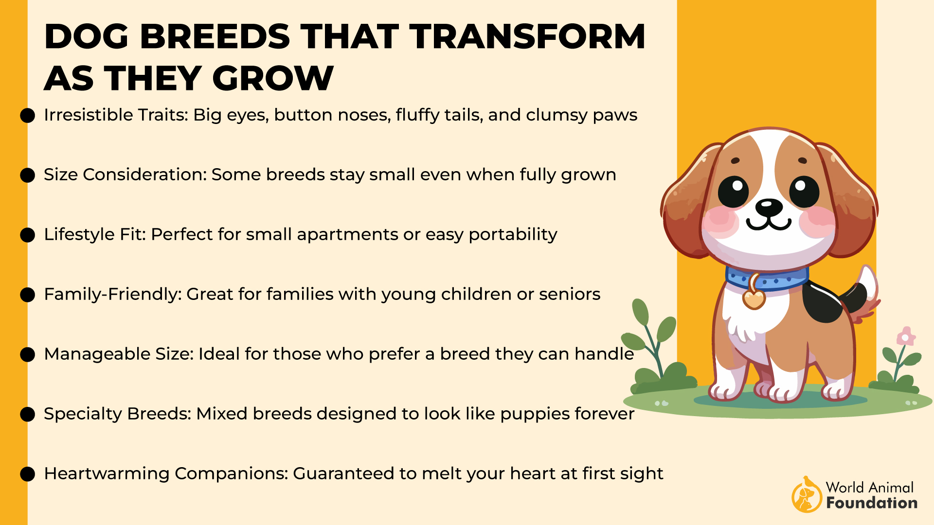 Dog Breeds That Transform as They Grow-01