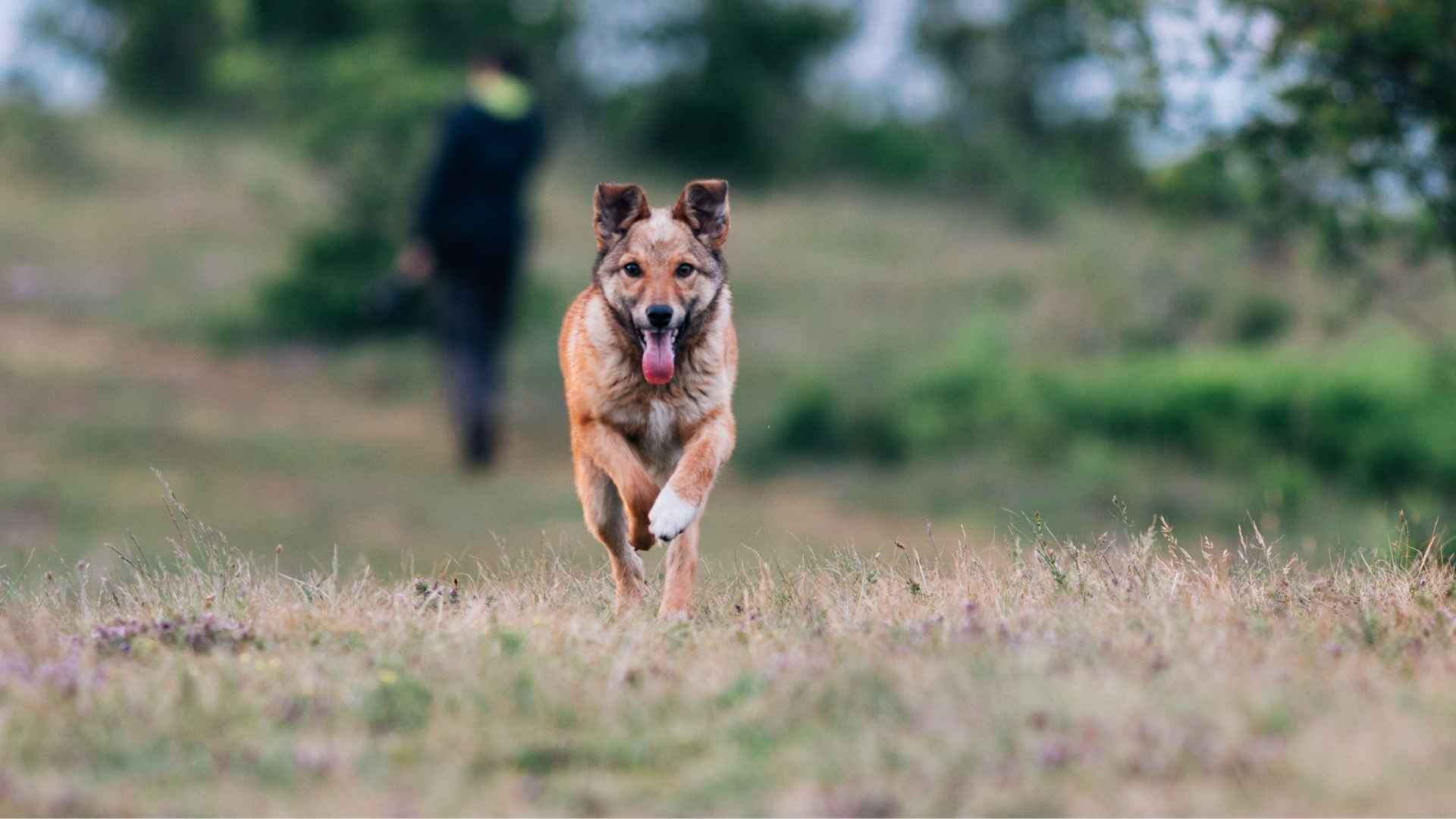 Dog Breeds With High Prey Drive