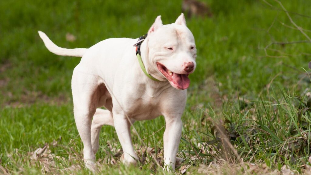 Dogo Argentino 1