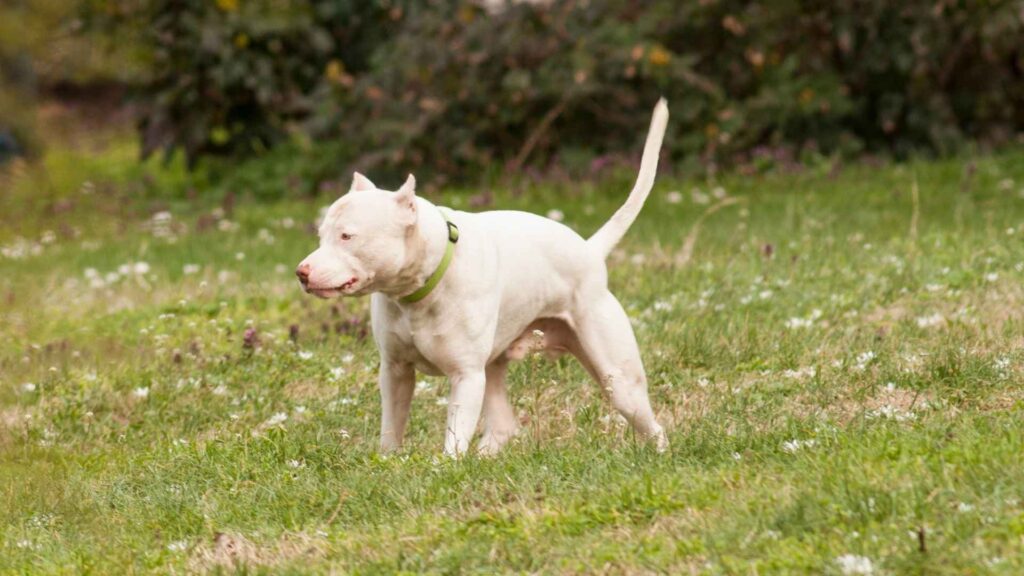 Dogo Argentino 14